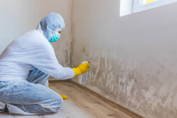 Licensed Mold Removal service in Mount Holly, NJ - WQB Mold Removal