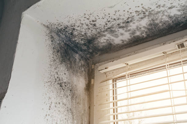 Affordable Mold Removal solutions in Mount Holly, NJ